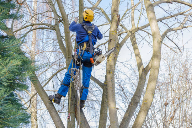 Best Tree Maintenance Programs  in Middleborough Center, MA